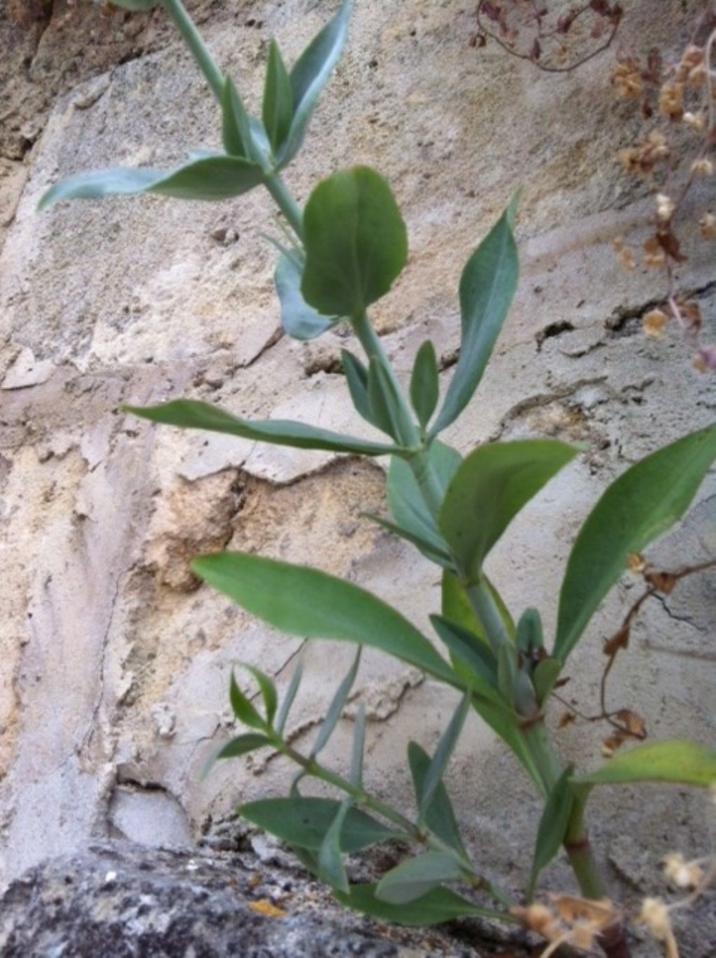 Centranthus ruber